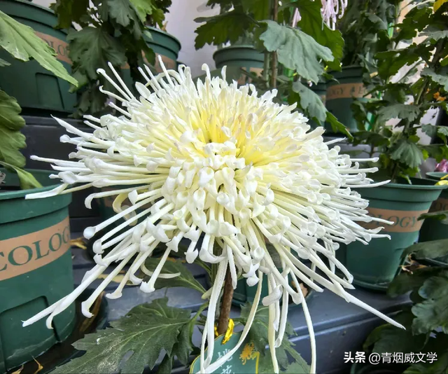 趵突菊韵 锦绣泉城