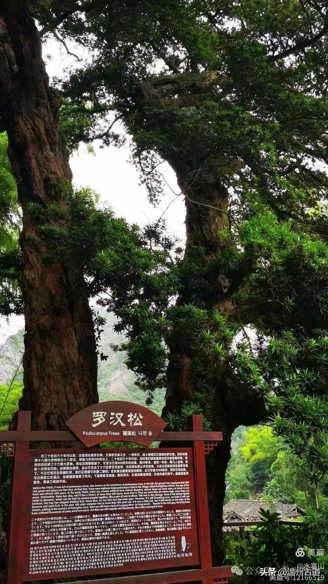 这座温州最具桃源的古村，避暑佳地，你可去过？