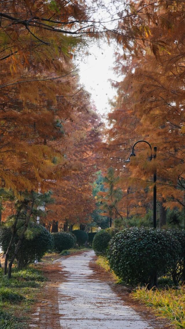 太白湖新区水杉浓度即将达到100%，这份拍照攻略请收好