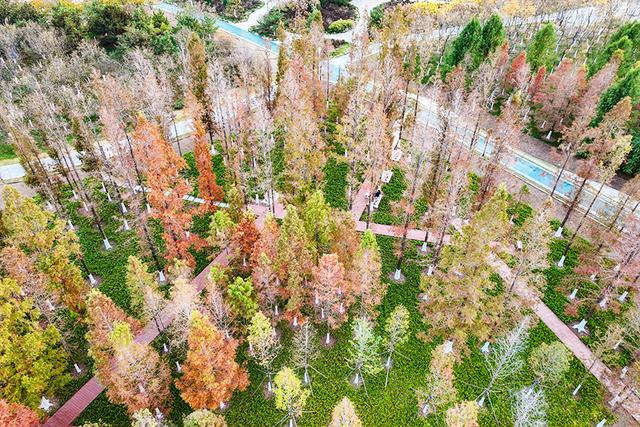 凤凰苑植物园：五彩林木绘就初冬美景