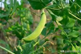 立冬之后，种上这8种菜，天气越冷长势越好，千万别再种错了！图片