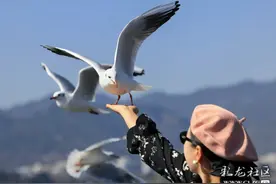 昆明滇池大坝｜海鸥超级多，观鸥好地方！图片