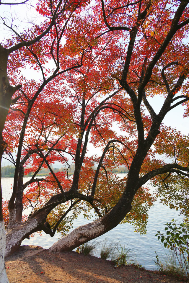 红了！越来越红了！