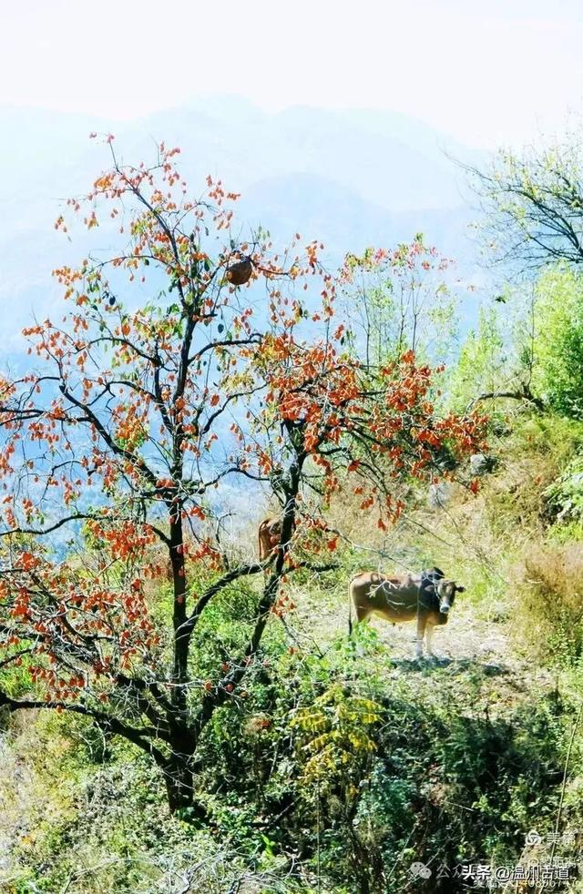 醉美林坑晒秋！这条连接两个避世古村落的省一级古道，周末可走起