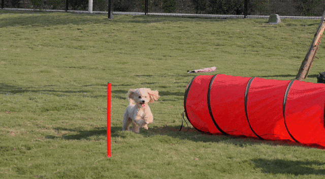 汪汪队！集合！