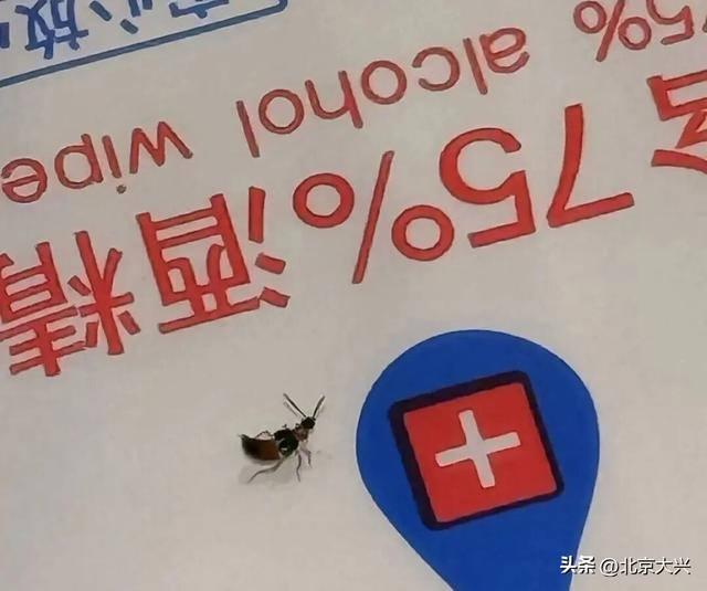 北京已有人“中招”！遇到这种虫千万别拍，有人差点“毁容”