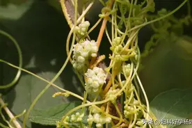 备孕总遇胎停、流产？根源在肾，试试保胎界“扛把子”，稳坐好孕图片