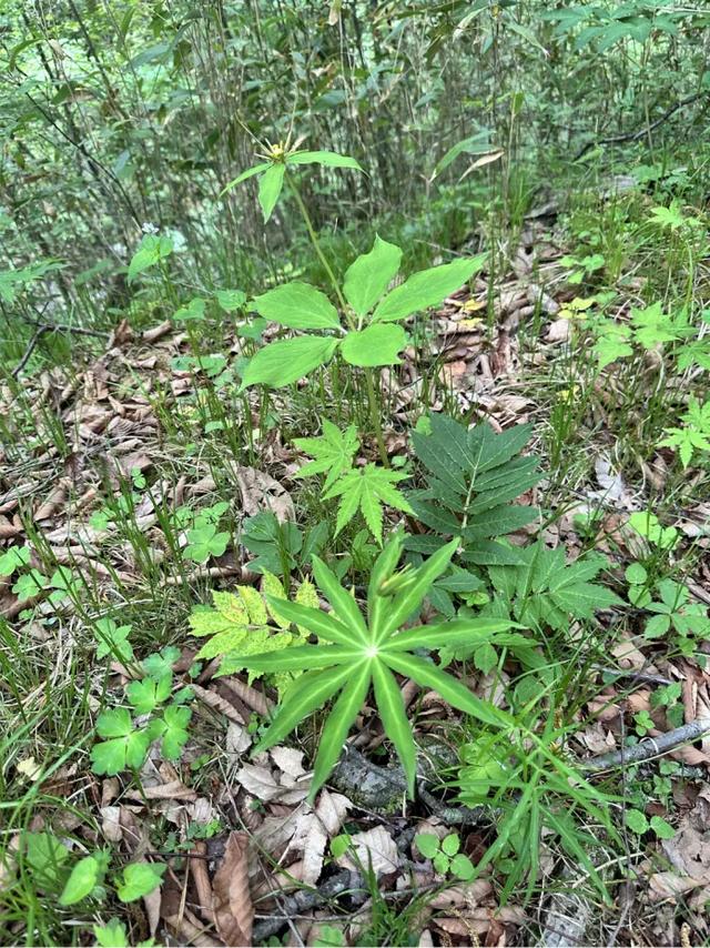 地名里的重庆 | “重庆第一峰”阴条岭：2796.8米之巅藏秘境