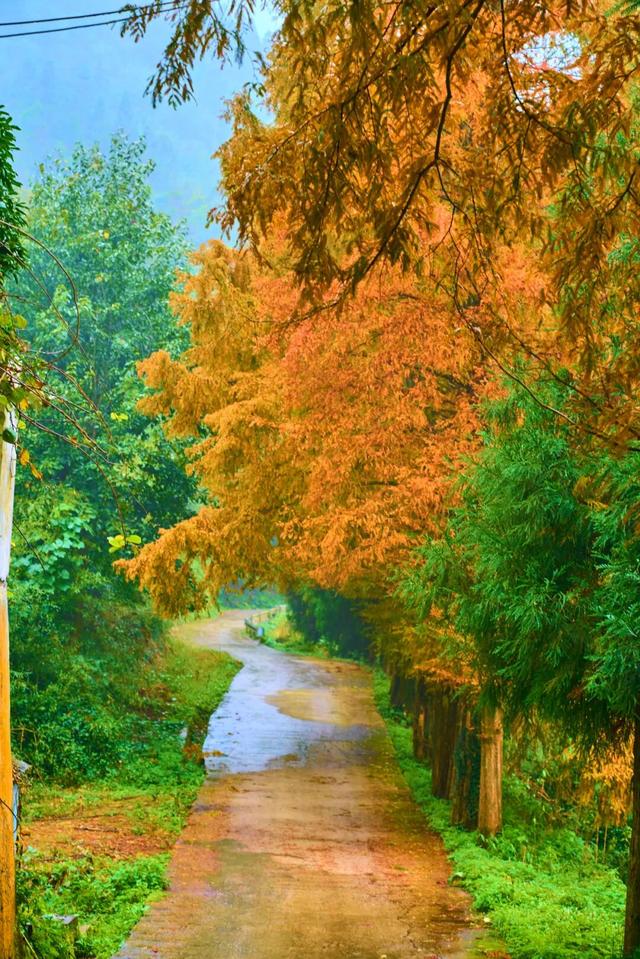 走，到屏山老君山赏秋去→