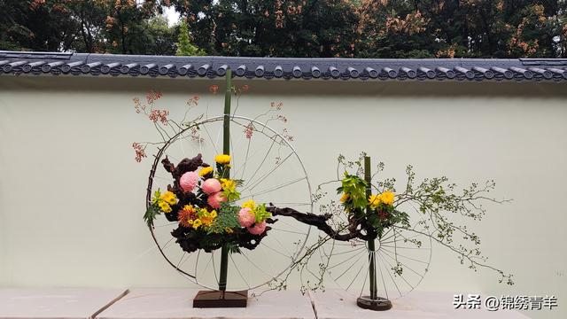 菊韵蓉城秋意浓 人民公园菊花赏花盛宴启幕
