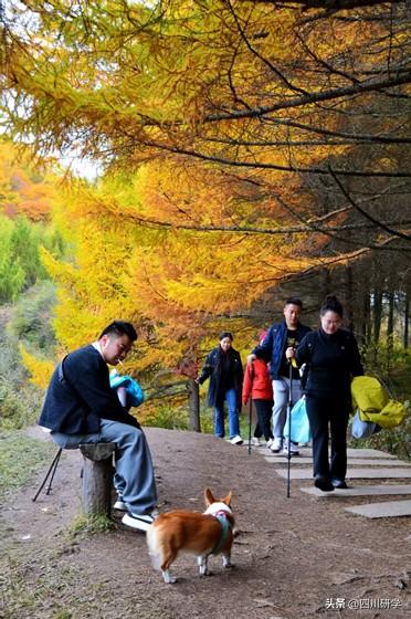 汶川卧龙赏秋正当时 民宿吸引八方客