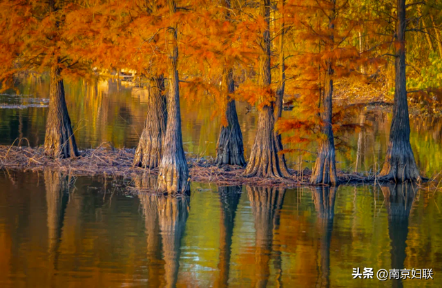 人在南京，红叶正盛，等你来～