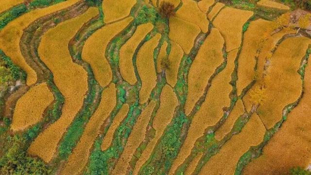 别等了！黄山的秋已铺满诗意，就差你的一句告白 | 皖美秋日