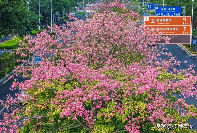 速收藏！贵港十二月赏花地图出炉，这些绝美机位拍出氛围感大片
