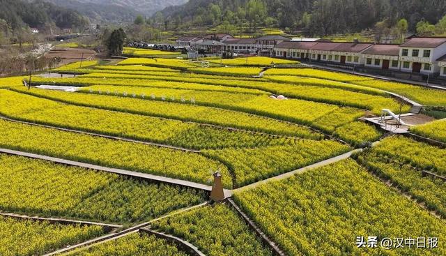 来汉中赴金色之约！这份观花攻略请收好→