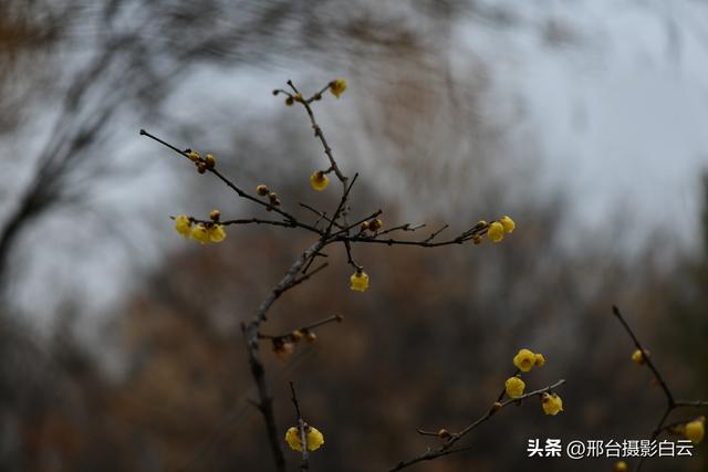 达活泉公园腊梅（美图）