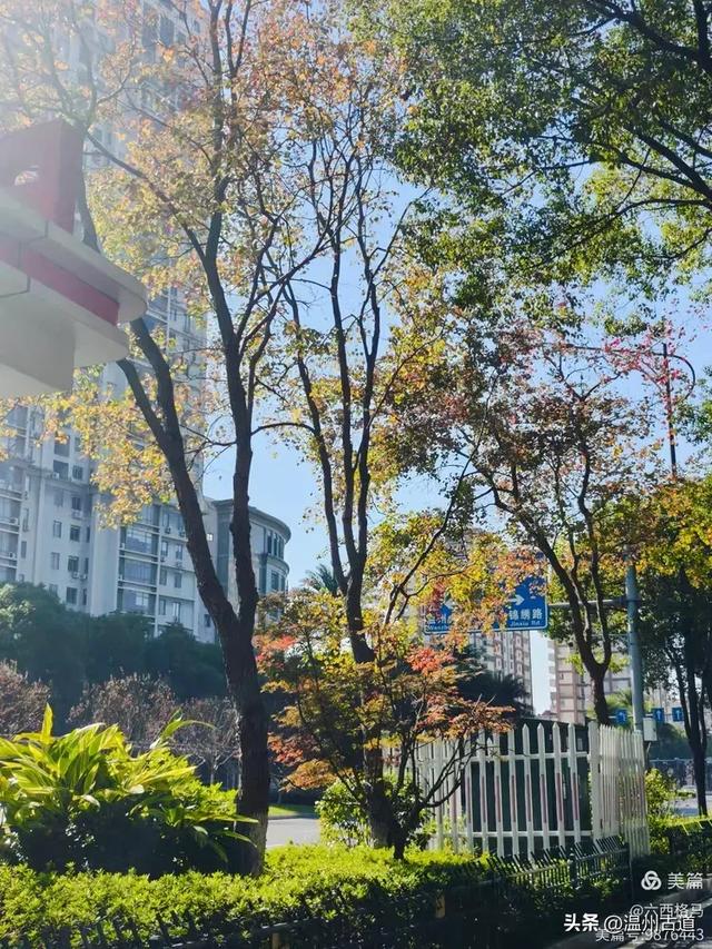 市府路的这几颗乌桕树,你见过吗?现在正是最美的时候!