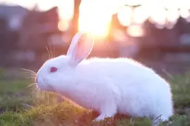 属兔人和这3个属相结婚,简直就是“皇帝命”运势飙升,绝美婚配图片