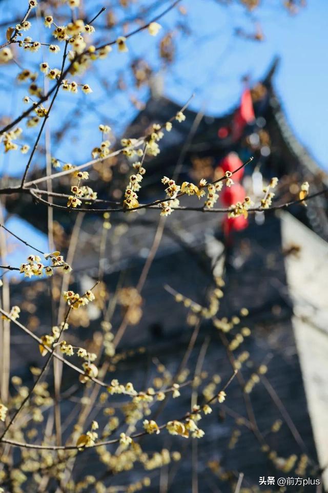 暗香浮动古城间 西安蜡梅迎冬绽放