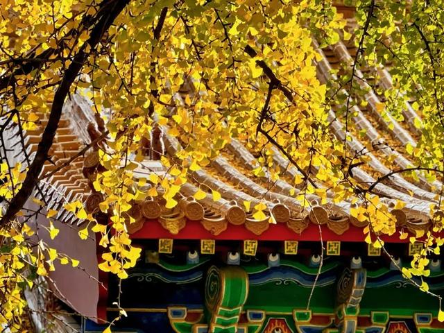 @临沂市民 银杏树已到最佳观赏期，速来！