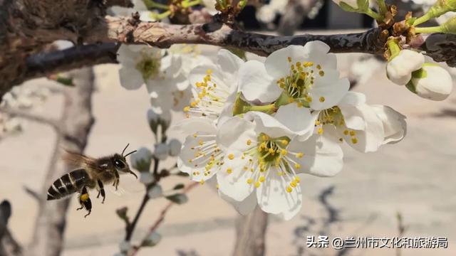 春假、清明假期来兰州赏花吧!(兰州春季踏青赏花主题线路之一)
