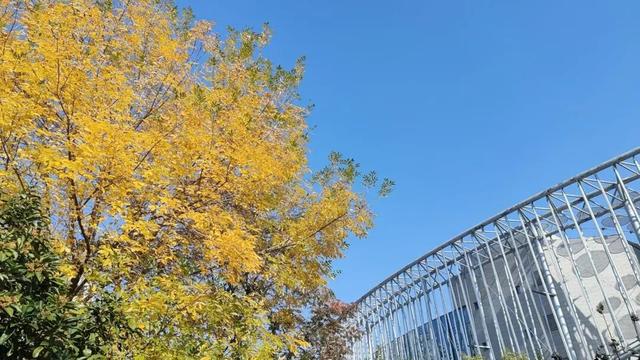寻美薛城丨自然盛宴！橙黄橘绿好景时，市民中心初冬的“限定美景”已上线！