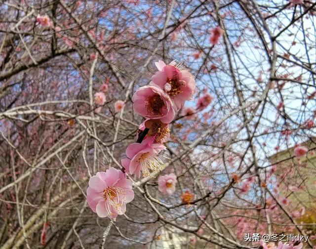 土楼拾光③:梅林古镇(2025.2.11 漳州·南靖)