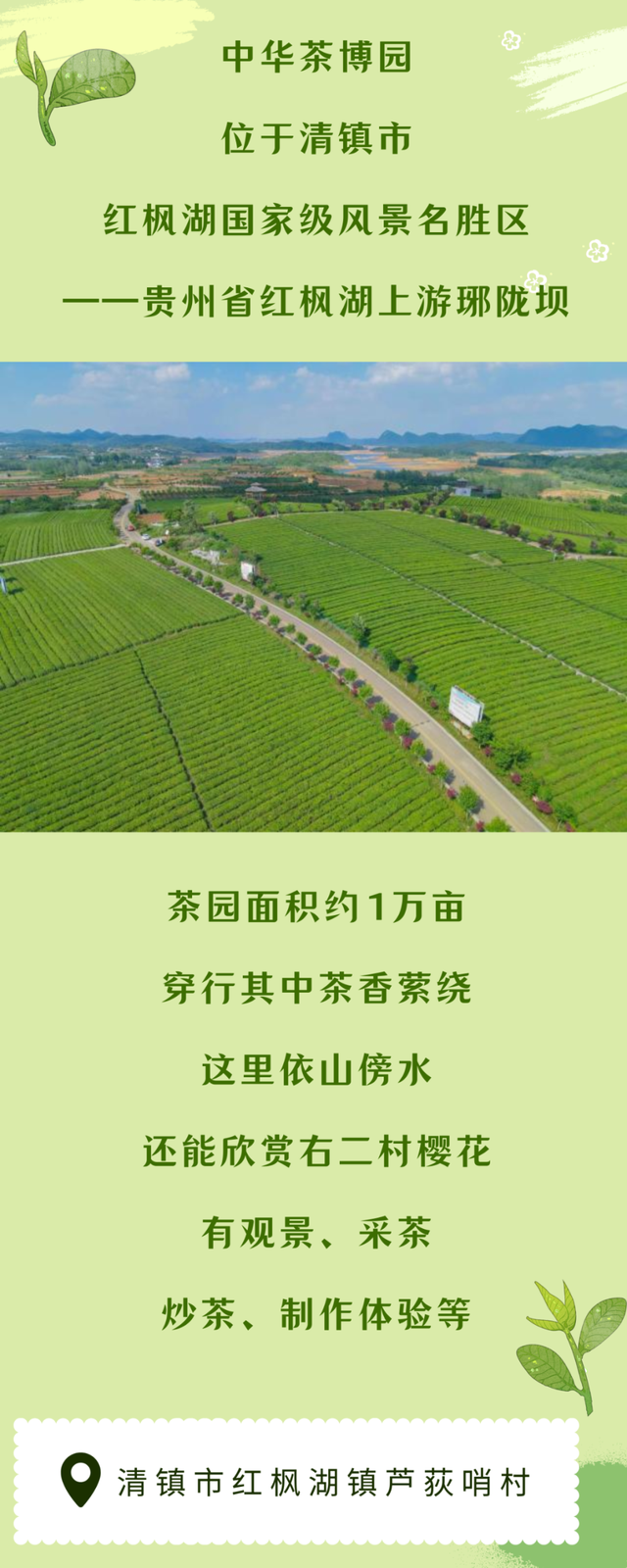 春天就要上茶山！！