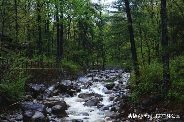 美如仙境!邀您共赏雨中的黑河国家森林公园~