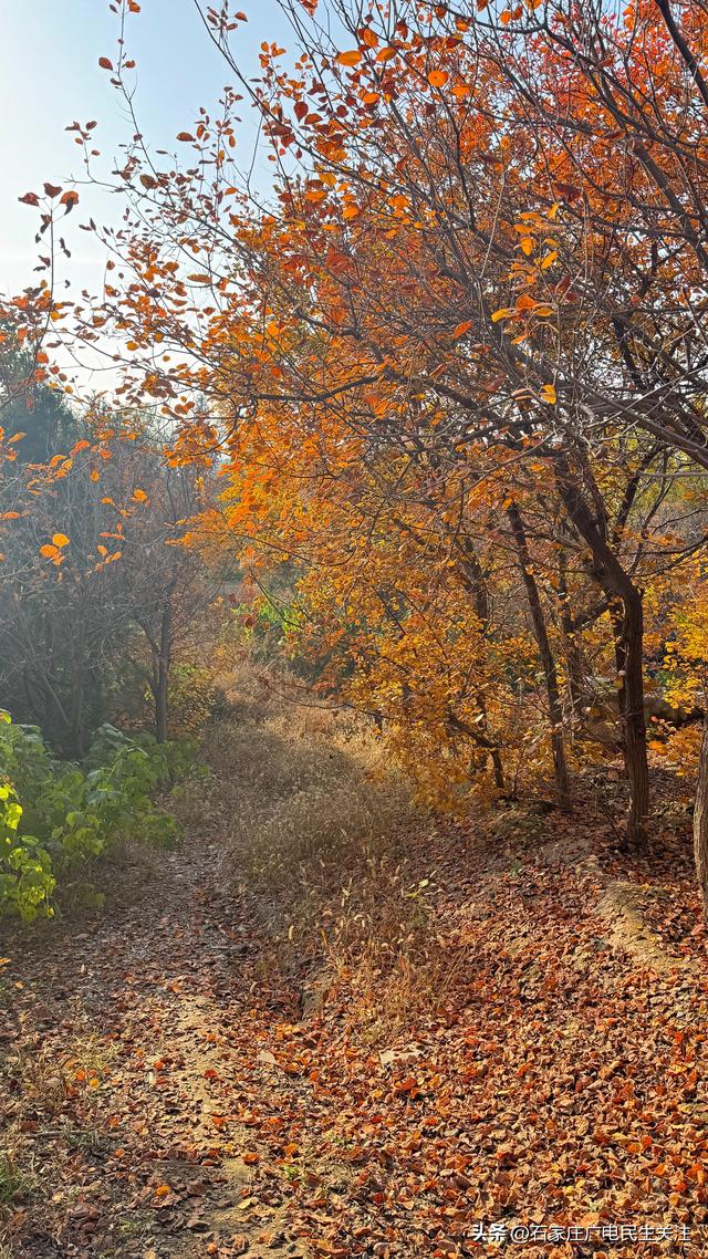霜叶满阶红！石家庄市公园广场、水系沿线黄栌进入最佳观赏期