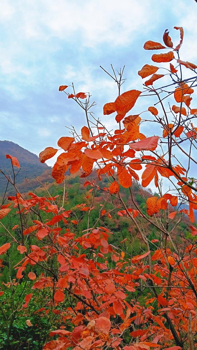 卢慧君: 早阳赏红叶