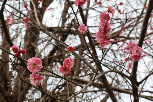 限定!快到这里领桐梓冬日“梅”好!