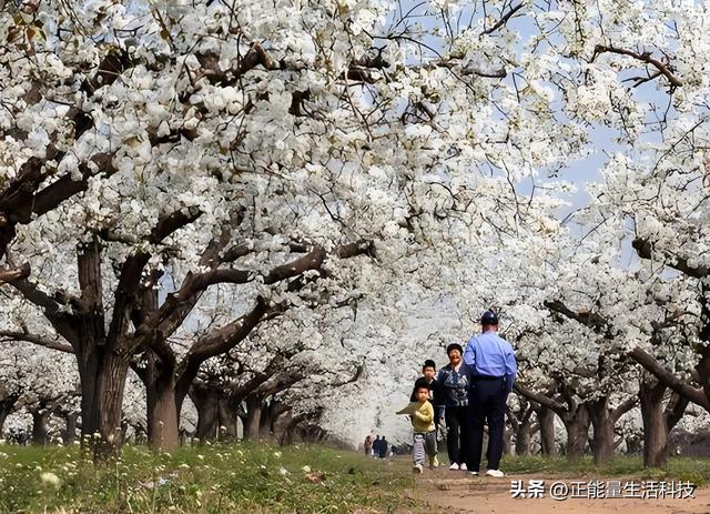 万亩梨花醉春风！3万亩梨园盛放迎客，第十一届梨花节浪漫启幕！