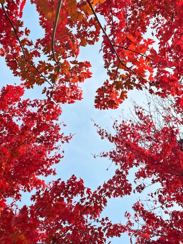 秋景如画！沈阳赏秋地图发布→