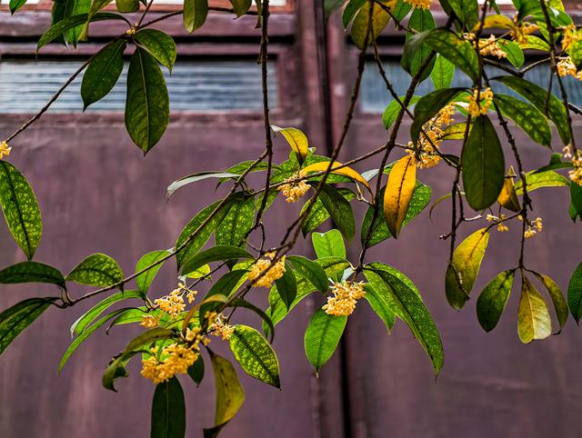 苏州拙政园桂花盛开