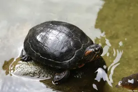 乌龟可以一直待在水里吗？关于这件事情，你可能还不知道！图片