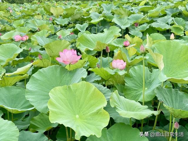 眉山东坡区藏了个神仙小镇！天空之镜、荷花、天梯、古戏台…