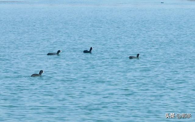 邯郸冀南新区：初冬美景入画来