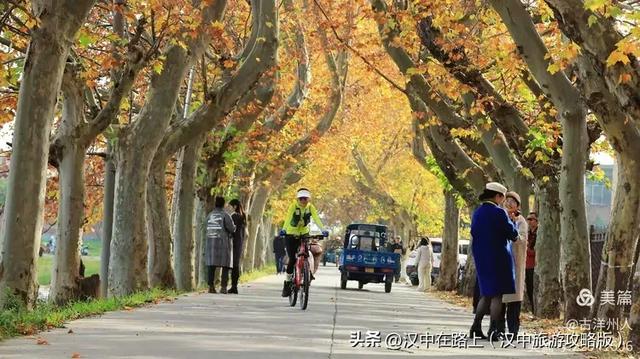 汉中老厂区的梧桐大道，太火了！