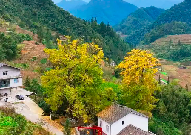 【雄奇山水 冬韵武隆】彩叶织锦·山野层林映画