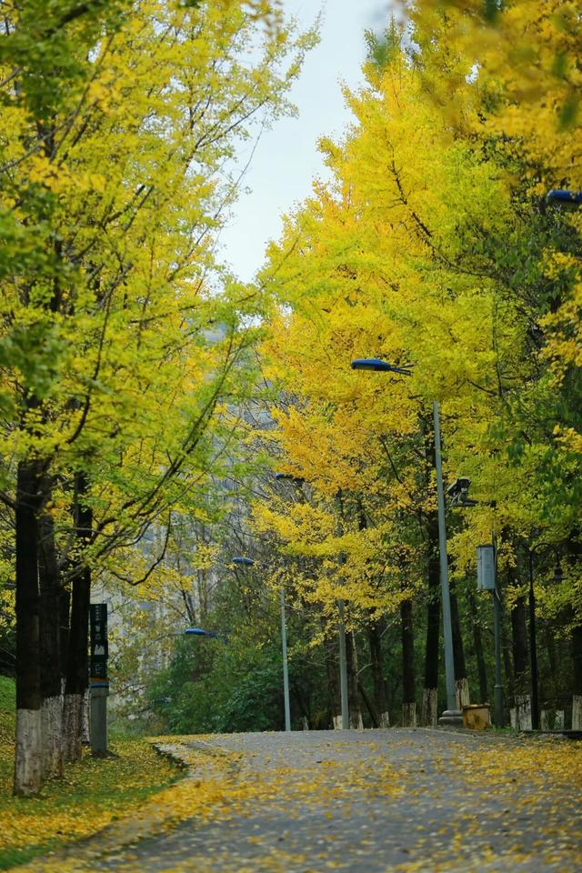 银杏拍照指南！10个出片宝藏地+3个手工教程，手把手教你出片！