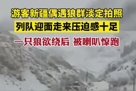 游客新疆偶遇狼群淡定拍照，狼：我不要面子的？图片
