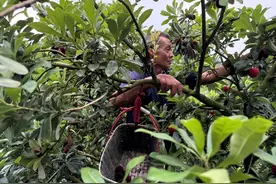 揭秘“仙梅”：一处“梅”梢至多结两颗大果 百亿补贴助力“梅”好生活图片