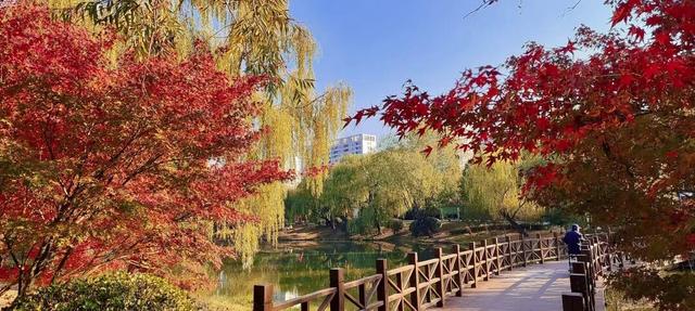 五彩斑斓！龙潭公园的初冬彩林，总有一抹色彩温暖你！