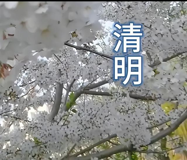 枣庄市文化馆2025年度精彩时刻（四）以文塑旅促融合 荣誉见证显担当