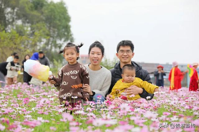 贵港这片格桑花海盛放,超出片!