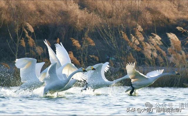 汾河清徐段变美啦，天鹅都赶着来“打卡”
