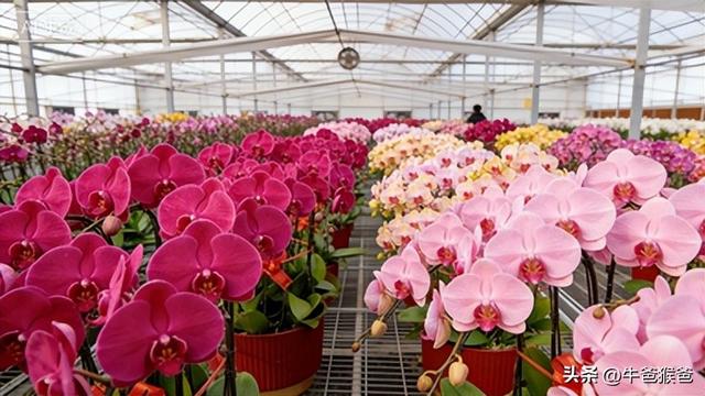 非遗映春，花俏马年！中国年消费新场景太会玩了