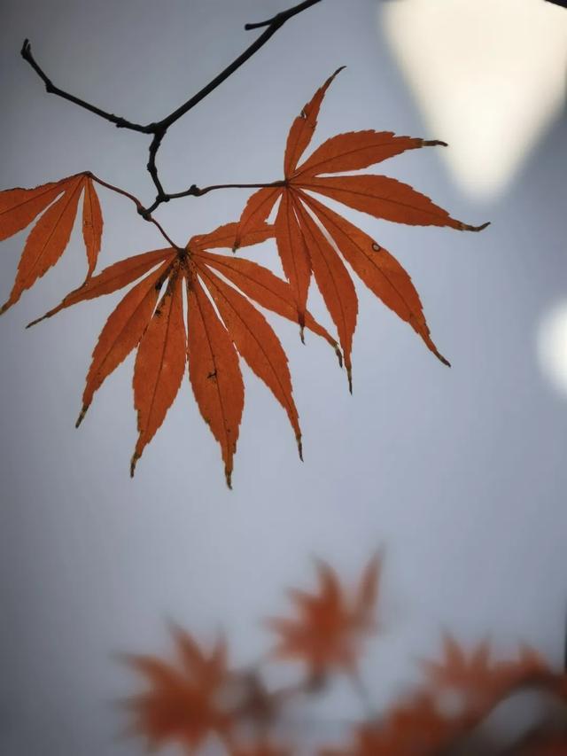 深秋彩叶已上线，打卡超出片