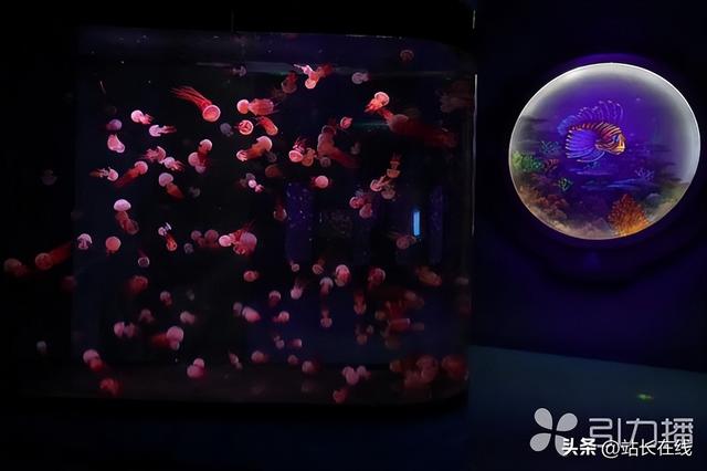 遛娃“新宠”上线 一起“潜入”蔚蓝海底秘境